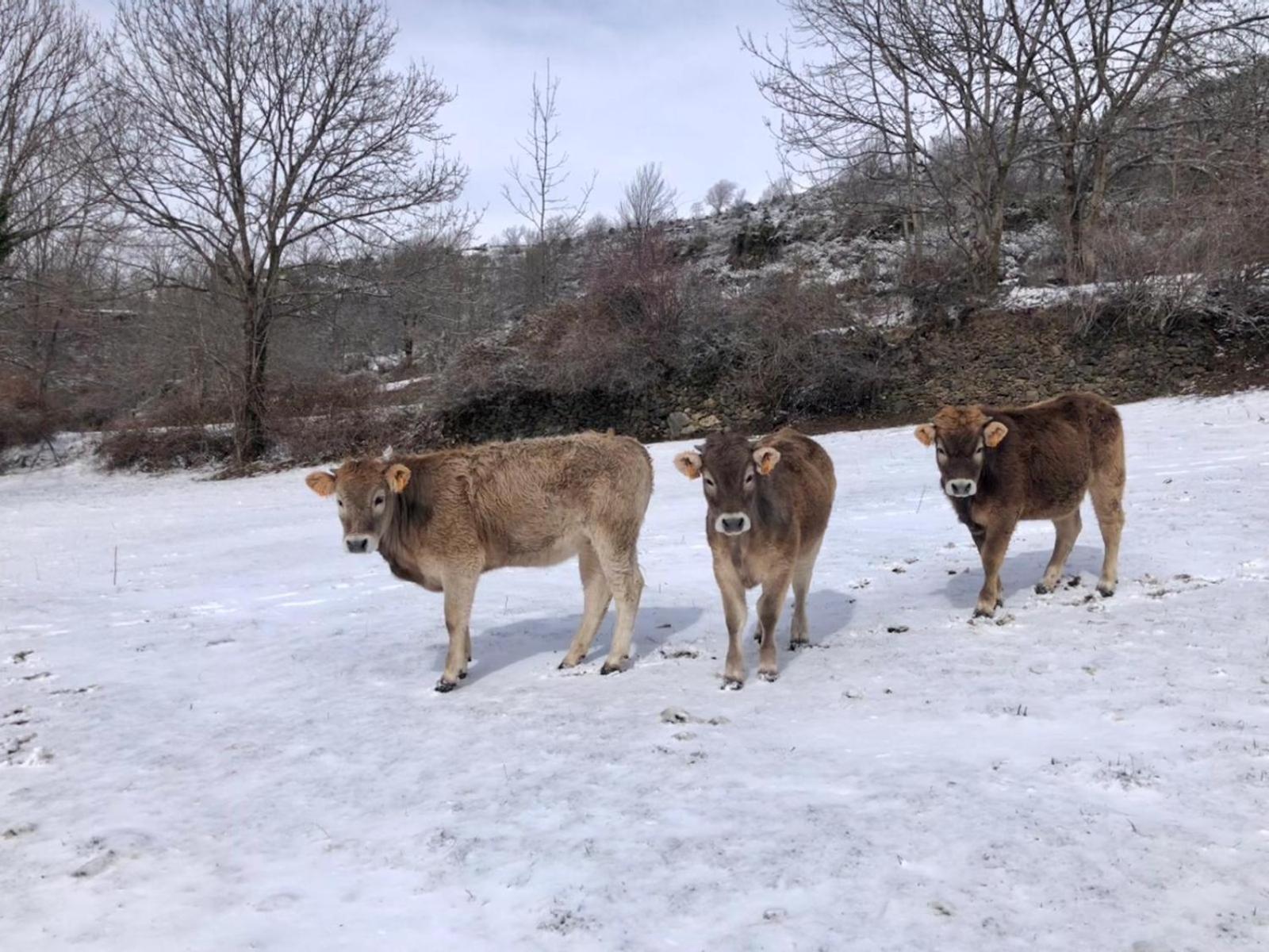 Cal Ramundaina Pension Queralbs Buitenkant foto